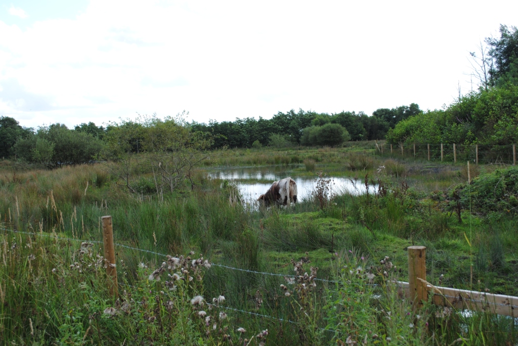 Bryn_Wetland_pasture_a